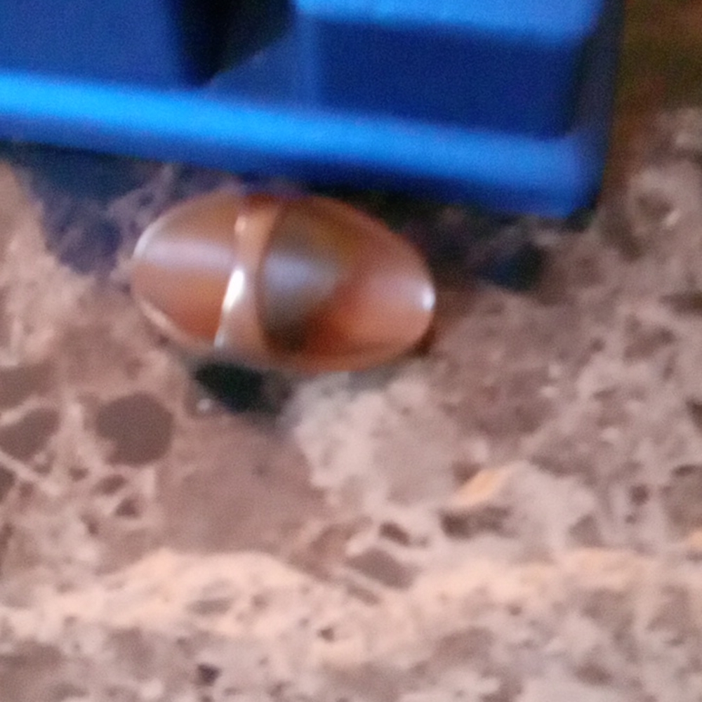 A gorgeous ring - Picture 3 of 4